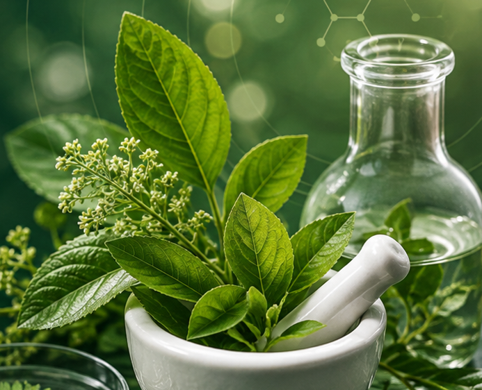 Journal of Phytomedicine and Botany